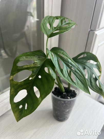 Монстера адансона вариегатная