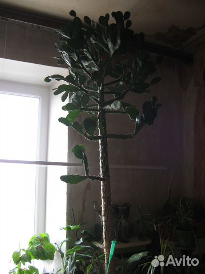 Кактусы и композиции