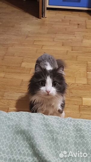 Котик в добрые руки