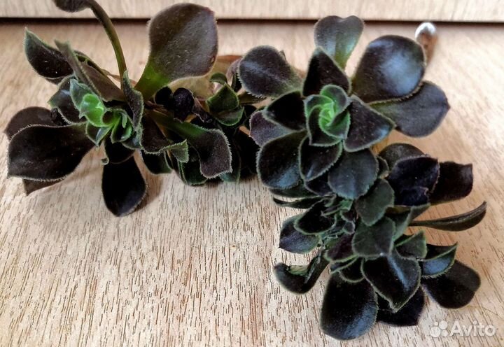 Эониумы, крассула, алоэ