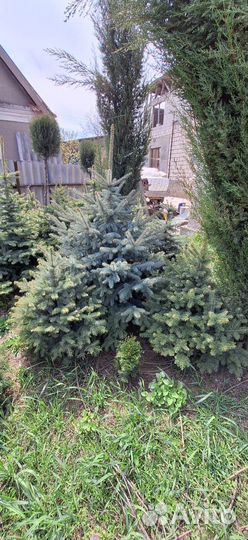 Ель голубая