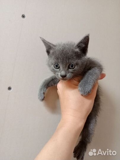 Кошка в дар бесплатно