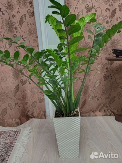 Замиокулькас