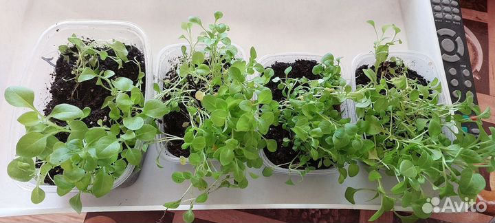 Рассада петунии