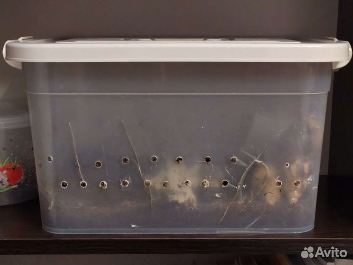 Всё для содержания улиток