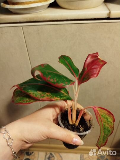 Аглаонема крит