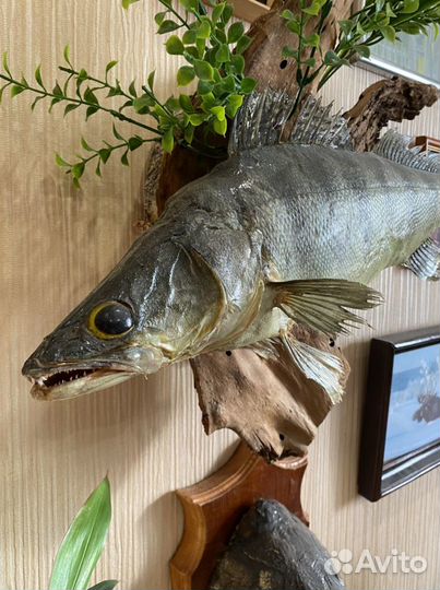 Чучело рыбы