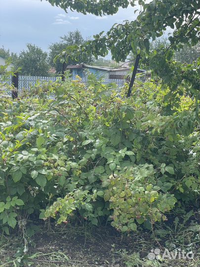 Саженцы малины