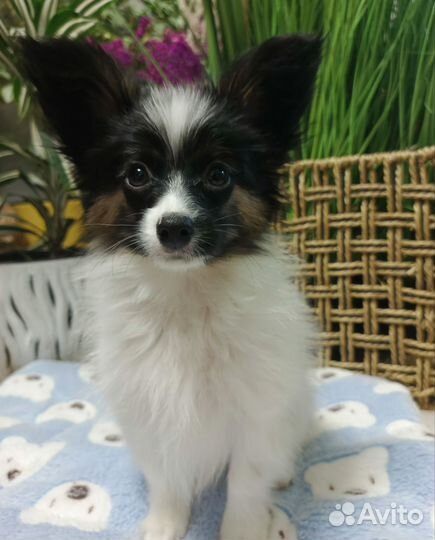 Папильон Бабочка очаровательный малыш