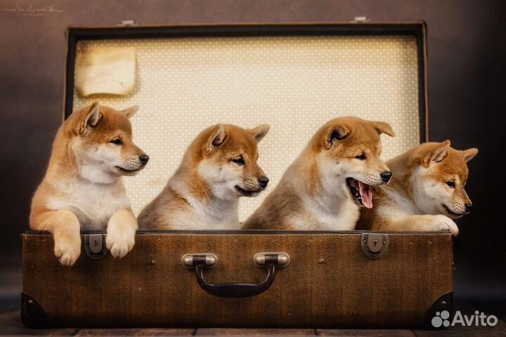 Сиба ину