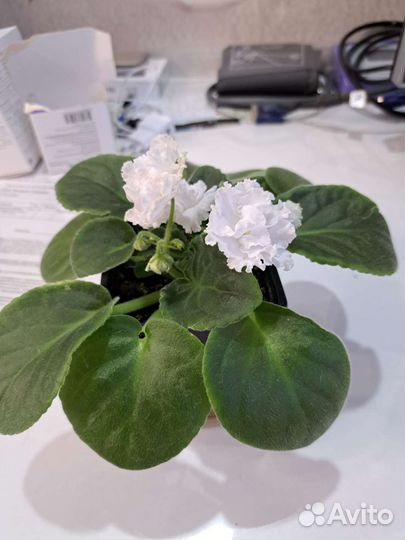 Сортовые фиалки