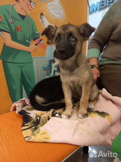 В дар щенки Агата и Янтарь