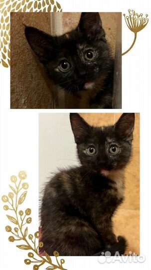 Котенок 2,5 месяцев