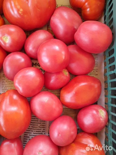 Томаты