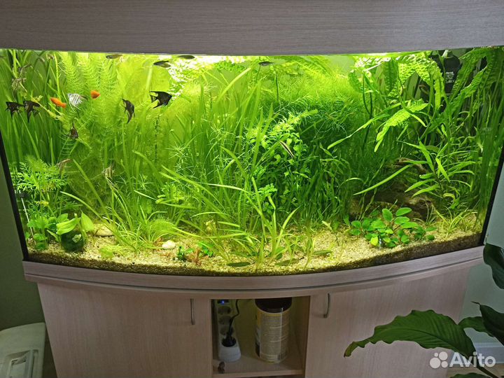 Пистия аквариумные растения мох риччия валиснерия