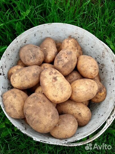 Свежий картофель