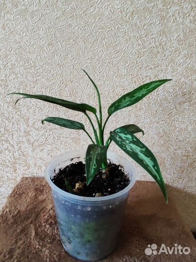 Комнатные растения