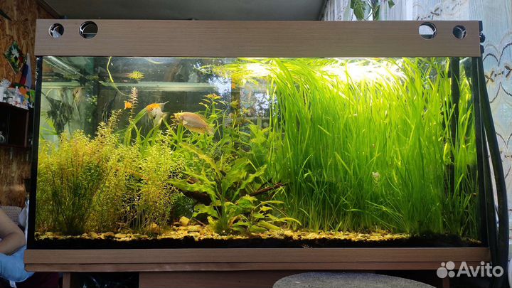 Аквариум 250 литров с тумбой
