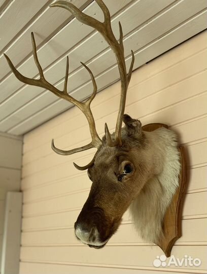 Чучело головы оленя