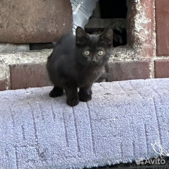 Котята
