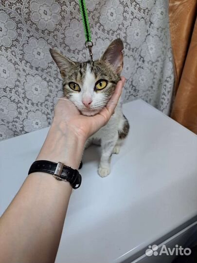 Кошка в дар стерилизованная