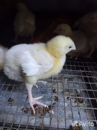 Цыплята
