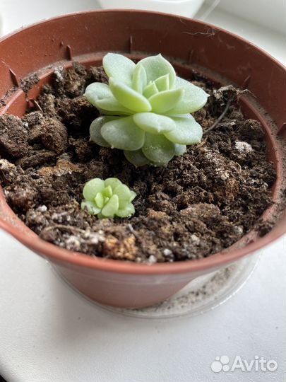 Эхеверия деренберга