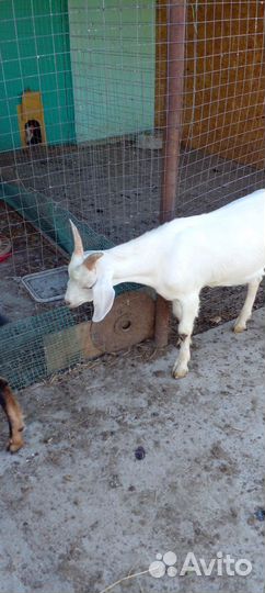 Нубийский козел