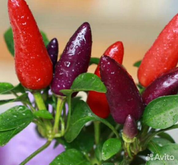 Рассада острых комнатных перцев