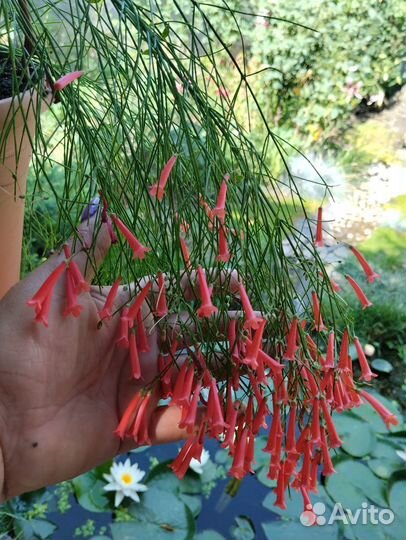 Комнатная русселия лофос и дуранта