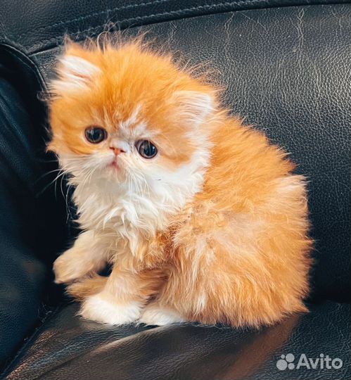Персидский котик