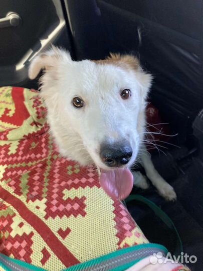 Спасенная Ёлка ищет семью