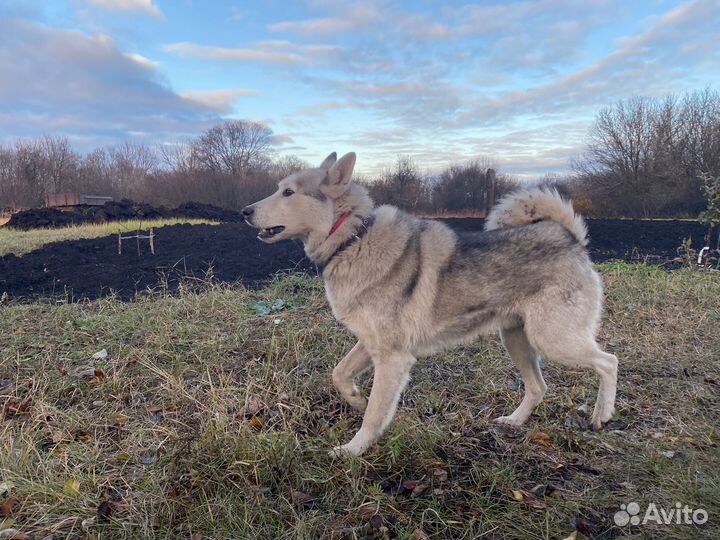 Лайка зсл кобель