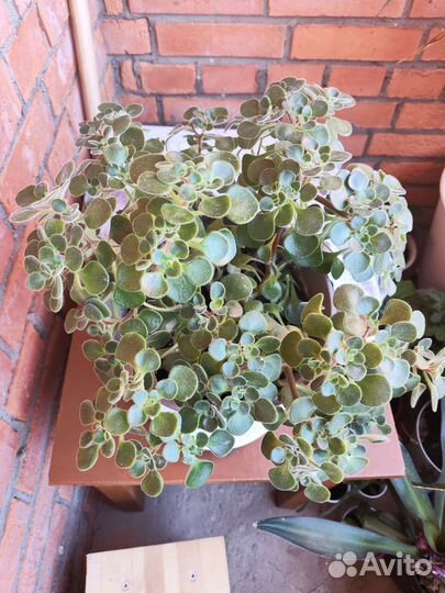 Аихризон дерево любви