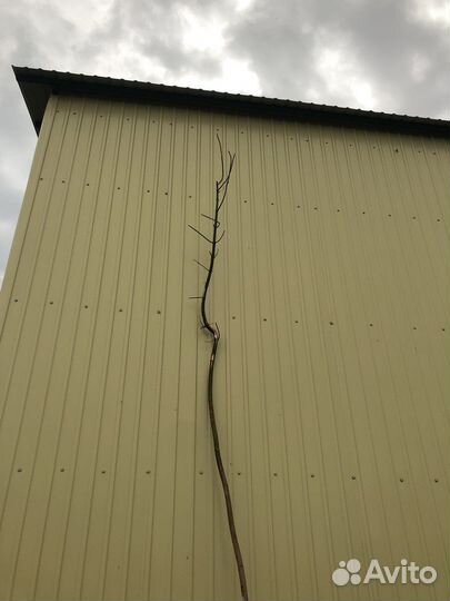 Палка из сцены