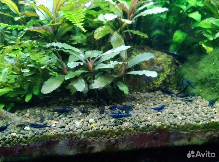 Креветки синие