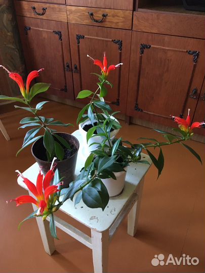 Эсхинантус