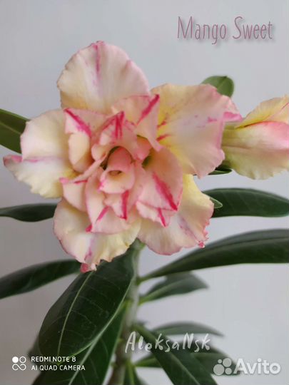 Адениум. Прививки