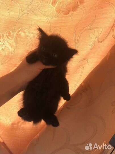 Кошка в дар