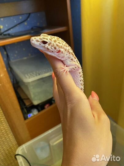 Самцы эублефаров на спаривание