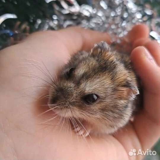 Джунгарский хомяк