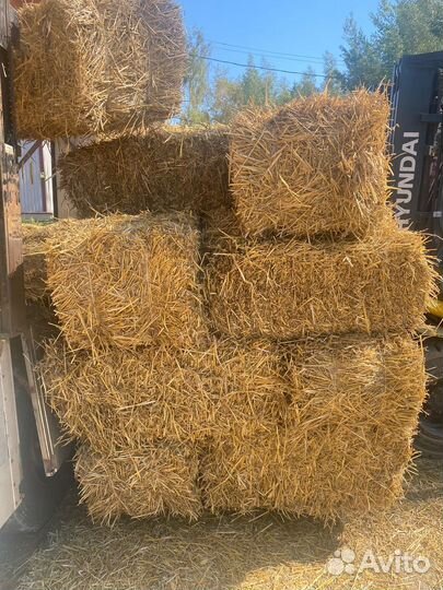 Солома пшеничная 2023 год