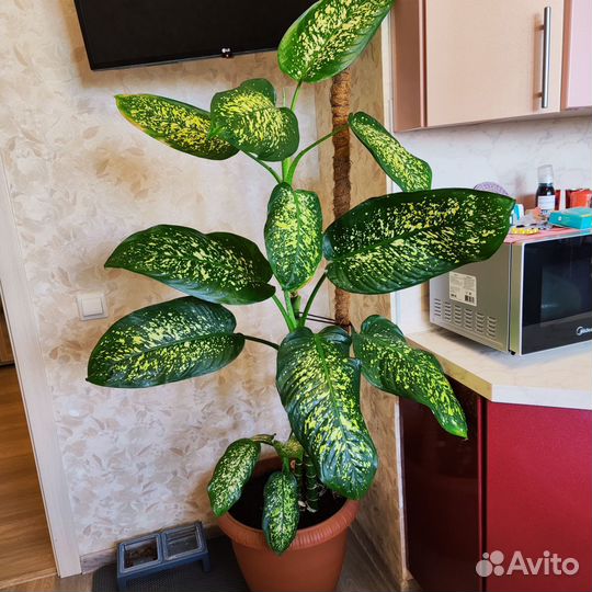 Диффенбахия