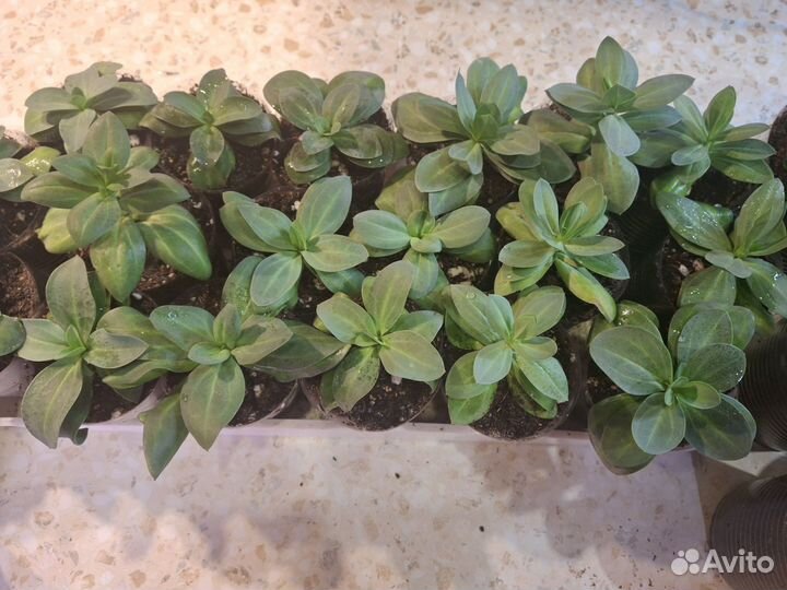 Эустома рассада