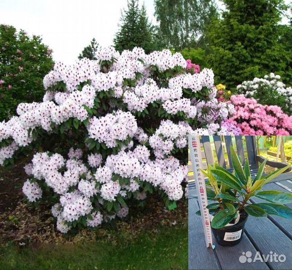 Саженцы декоративных растений