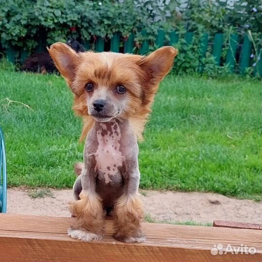 Очаровательные щенки Китайской хохлатой собаки