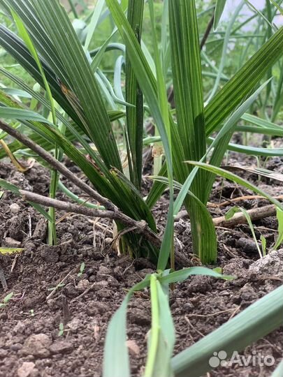 Пальма веерная