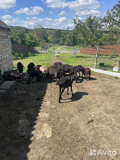 Курдючные бараны овцы