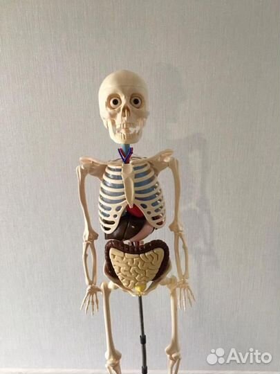 Скелет Артем