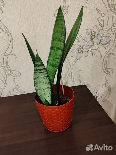 Сансевиерия